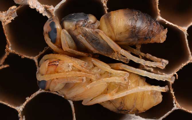 蜂蛹的功效與作用及正確吃法,不能過量食用,還要預防過敏! 蜂蛹