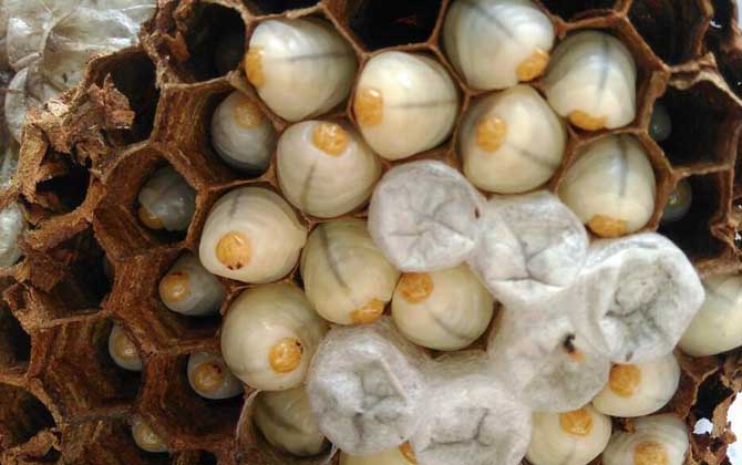 蜂蛹的功效與作用及正確吃法,不能過量食用,還要預防過敏! 蜂蛹