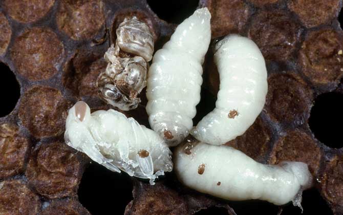 蜂蛹的功效與作用及正確吃法,不能過量食用,還要預防過敏! 蜂蛹