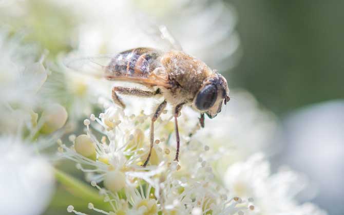 蜂毒的作用有哪些?雖然價(jià)格遠(yuǎn)超黃金,但提取蜂毒則極為不易! 蜂毒