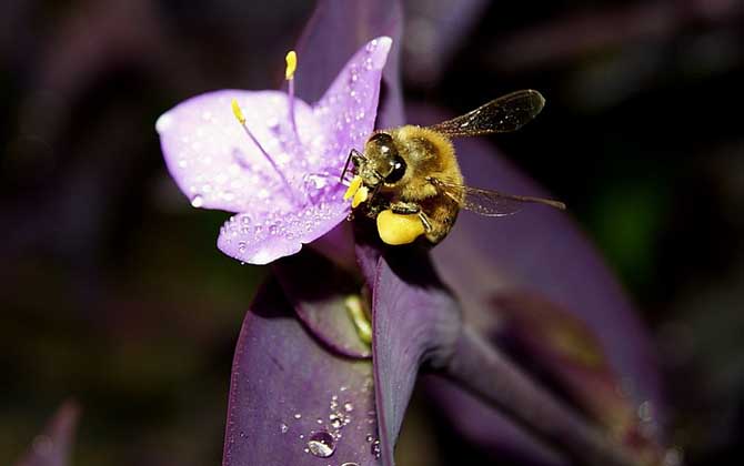 蜂毒的作用有哪些?雖然價(jià)格遠(yuǎn)超黃金,但提取蜂毒則極為不易! 蜂毒