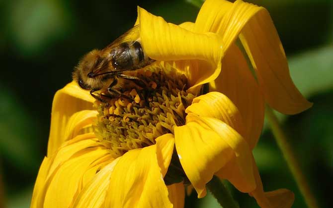蜂毒的作用有哪些?雖然價(jià)格遠(yuǎn)超黃金,但提取蜂毒則極為不易! 蜂毒