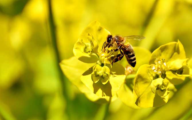 蜂毒的作用有哪些?雖然價(jià)格遠(yuǎn)超黃金,但提取蜂毒則極為不易! 蜂毒