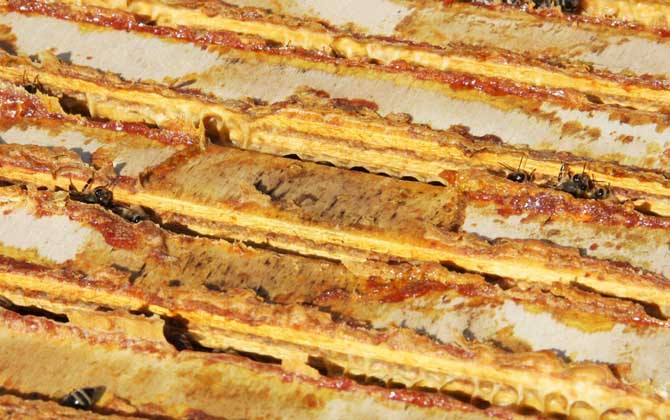 蜂膠怎么吃效果好?吃對了好處不用多說,吃錯了反而對健康不利! 蜂膠