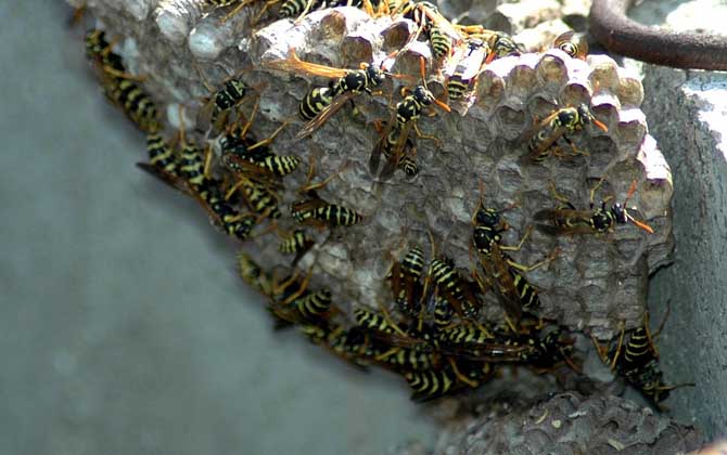 馬蜂筑巢是好兆頭嗎?科學上無關禍福,迷信說法中則預示著福運! 馬蜂