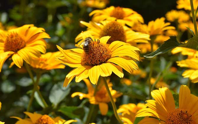 關于蜜蜂的知識有哪些?了解這些蜜蜂知識,養(yǎng)蜂時才能事半功倍! 蜜蜂