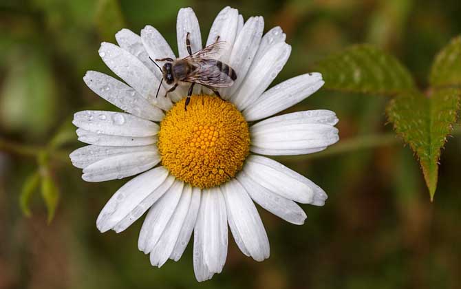 關于蜜蜂的知識有哪些?了解這些蜜蜂知識,養(yǎng)蜂時才能事半功倍! 蜜蜂