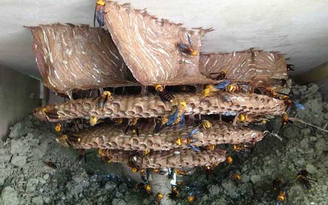 人頭蜂是什么蜂?并不特指某一種蜂,而是多種大型胡蜂的俗稱! 人頭蜂