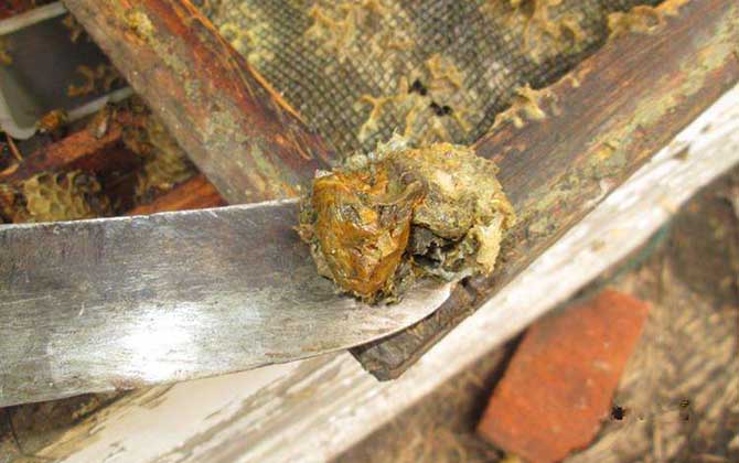 蜂膠哪4類(lèi)人不能吃?除了要提防過(guò)敏,孕婦和幼兒也不能吃蜂膠! 蜂膠