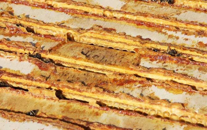 蜂膠哪4類(lèi)人不能吃?除了要提防過(guò)敏,孕婦和幼兒也不能吃蜂膠! 蜂膠