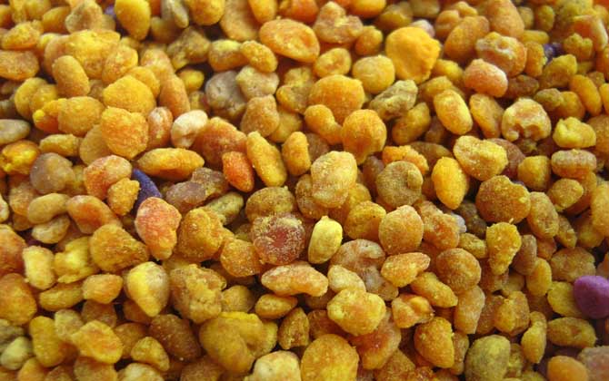 蜂花粉的禁忌有哪些?除了不能過量食用,還要提防發生過敏反應! 蜂花粉