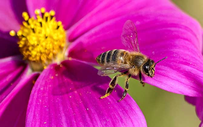 蜜蜂是益蟲還是害蟲?為什么?事實上很多植物授粉都離不開蜜蜂! 蜜蜂