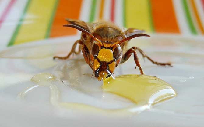 經期可以喝蜂蜜嗎?答案是肯定的,實際上經期喝蜂蜜能緩解痛經! 蜂蜜