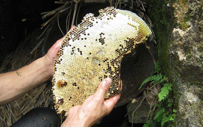 土蜂蜜和普通蜂蜜的區(qū)別,不但釀制蜂種不同,營(yíng)養(yǎng)價(jià)值也不同! 土蜂蜜