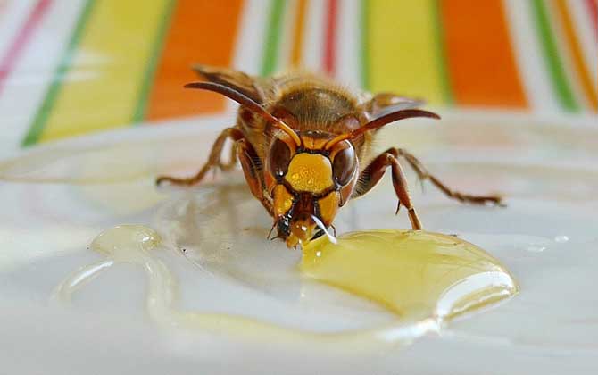 真蜂蜜和假蜂蜜怎么鑒別?色、香、味均有不同,結(jié)晶狀態(tài)也不同! 蜂蜜