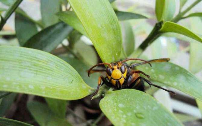 被牛角蜂蟄了找不到刺怎么辦?不必擔心,馬蜂蟄人不會留下毒刺! 牛角蜂