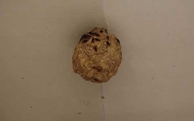 馬蜂入宅預(yù)兆著什么?無關(guān)禍福,但迷信說法中預(yù)兆著福氣和財運! 馬蜂