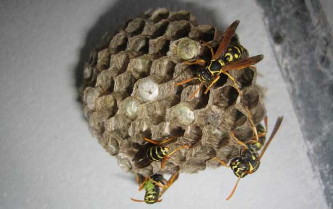 馬蜂入宅預(yù)兆著什么?無關(guān)禍福,但迷信說法中預(yù)兆著福氣和財運! 馬蜂