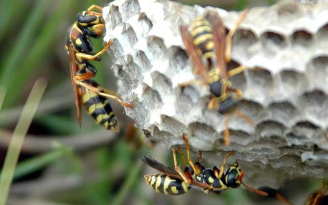 馬蜂入宅預(yù)兆著什么?無關(guān)禍福,但迷信說法中預(yù)兆著福氣和財運! 馬蜂