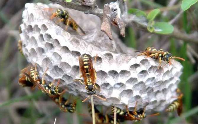 馬蜂入宅預(yù)兆著什么?無關(guān)禍福,但迷信說法中預(yù)兆著福氣和財運! 馬蜂