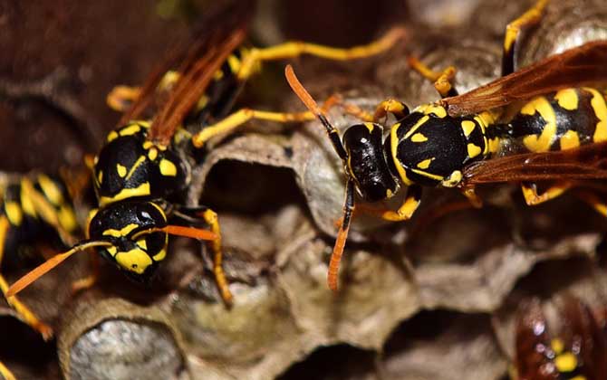 馬蜂在窗戶角筑巢咋辦?要視情況而定,若威脅到安全要及時(shí)搗毀! 馬蜂