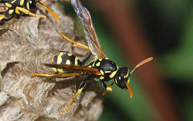 馬蜂在窗戶角筑巢咋辦?要視情況而定,若威脅到安全要及時(shí)搗毀! 馬蜂