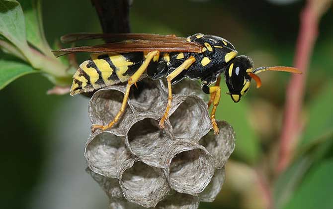 馬蜂在窗戶角筑巢咋辦?要視情況而定,若威脅到安全要及時(shí)搗毀! 馬蜂
