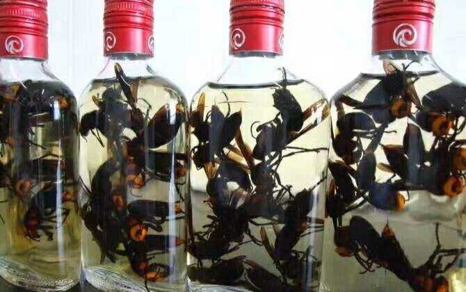 馬蜂泡酒喝死人是真的嗎?的確是真的,長期過量飲用可致人死亡! 馬蜂泡酒