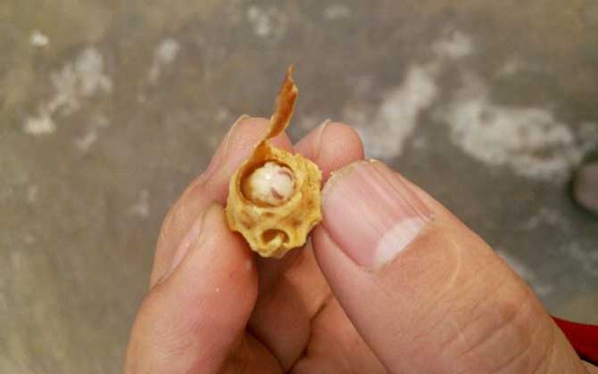 中蜂王臺多久看一次?阻止分蜂1周看一次,若要分蜂3天看一次! 王臺