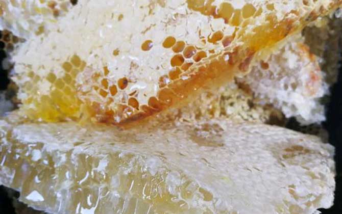 女人吃蜂巢有什么好處?不但能增強抗病力,還有美容養(yǎng)顏效果! 蜂巢