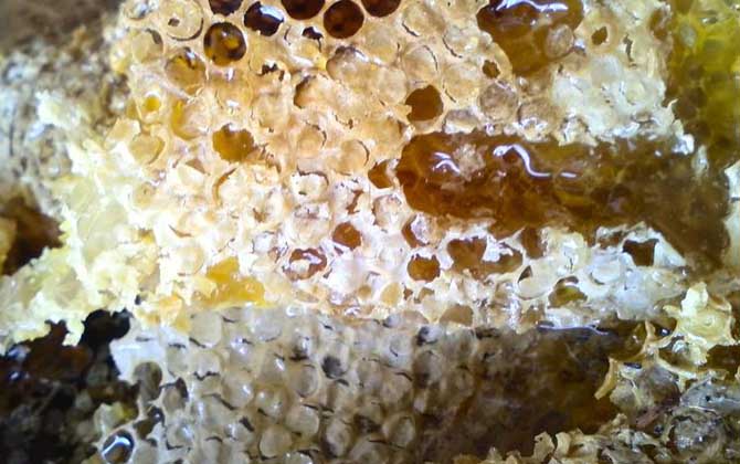 女人吃蜂巢有什么好處?不但能增強抗病力,還有美容養(yǎng)顏效果! 蜂巢