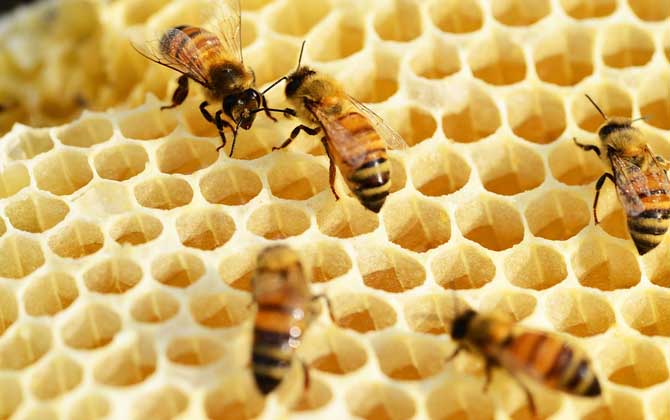 女人吃蜂巢有什么好處?不但能增強抗病力,還有美容養(yǎng)顏效果! 蜂巢