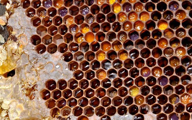 女人吃蜂巢有什么好處?不但能增強抗病力,還有美容養(yǎng)顏效果! 蜂巢