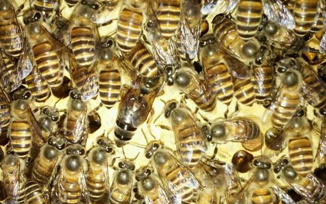 中蜂介王最快方法,有兩種,直接介王速度快,間接介王更安全! 蜂王