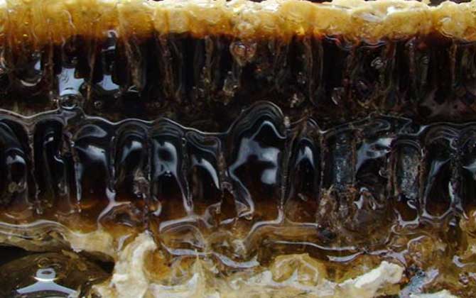 老蜂巢治療鼻炎怎么吃?小火熬成蜂巢水,內(nèi)服和外用均有效! 老蜂巢