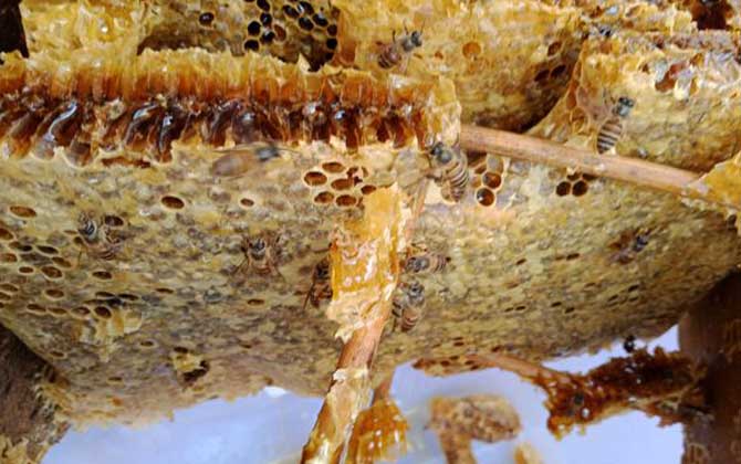 老蜂巢治療鼻炎怎么吃?小火熬成蜂巢水,內(nèi)服和外用均有效! 老蜂巢