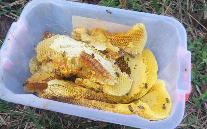 老蜂巢治療鼻炎怎么吃?小火熬成蜂巢水,內(nèi)服和外用均有效! 老蜂巢