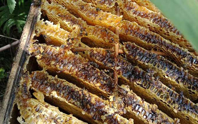 蜂巢蜜嚼后的渣渣能吃嗎?能吃,但沒什么味道,真的如同嚼蠟! 蜂巢蜜