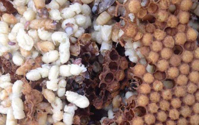 雄蜂蛹哪里有賣的?比較少見,少數大型養蜂場會培育雄蜂蛹! 雄蜂蛹