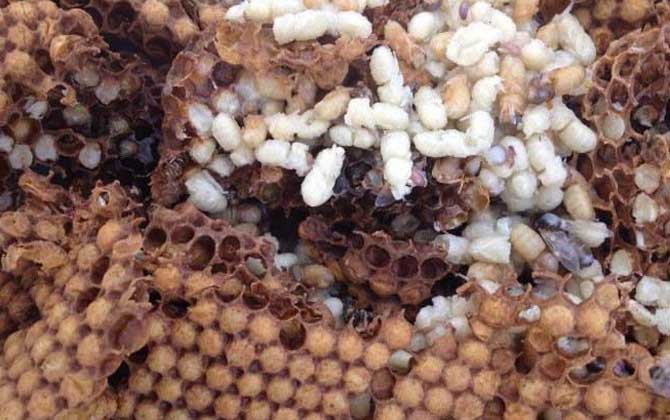 雄蜂蛹哪里有賣的?比較少見,少數大型養蜂場會培育雄蜂蛹! 雄蜂蛹