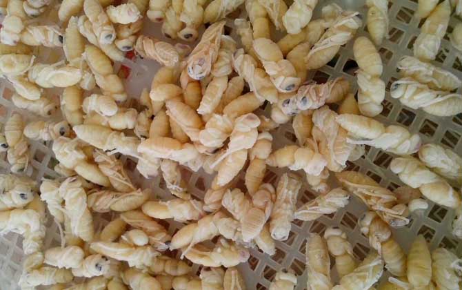 蜂蛹吃了有什么好處?不但能增強體質,還有美容養(yǎng)顏的效果! 蜂蛹
