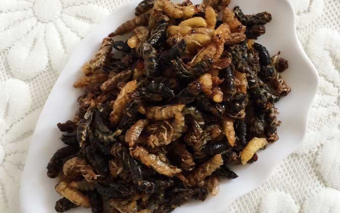 蜂蛹吃了有什么好處?不但能增強體質,還有美容養(yǎng)顏的效果! 蜂蛹