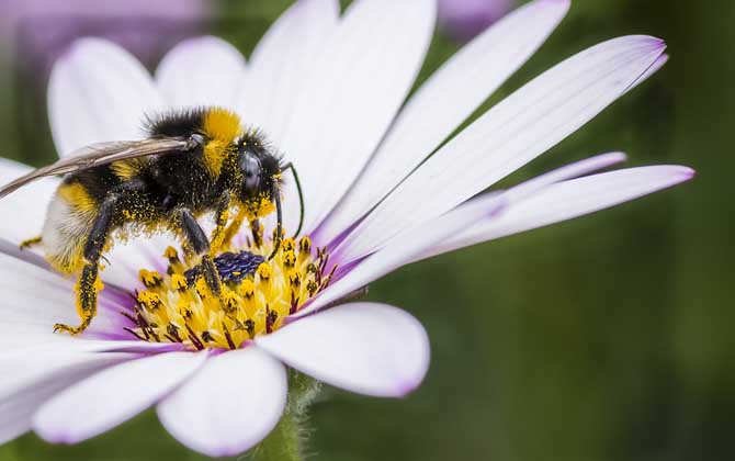 蜂毒幾天從人體就排完了?一般3~4天,代謝器官主要是腎臟! 蜂毒