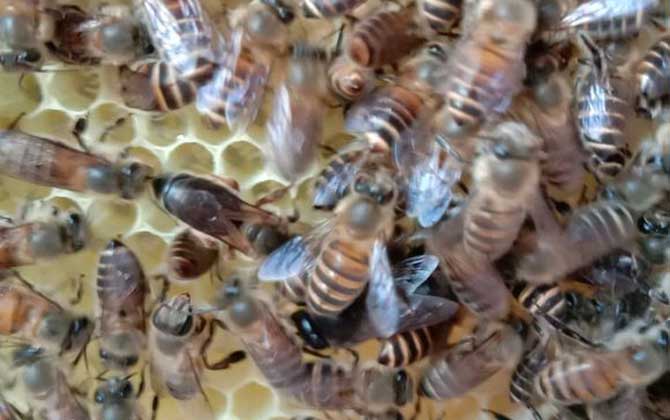 中蜂各個(gè)品種蜂王排名,沒有最好的蜂王,只有最合適的蜂王! 蜂王