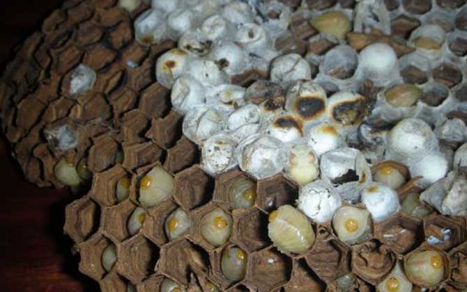 蜂蛹不適合什么人吃?一般人均可食用,但這4類人群不建議吃! 蜂蛹