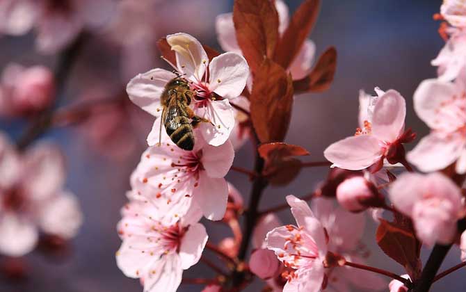 蜜蜂的生活習性 蜜蜂