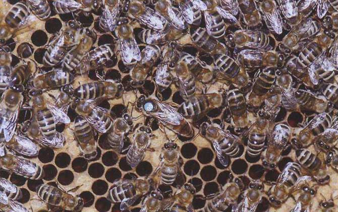 蜜蜂的種類大全及優缺點 新疆黑蜂