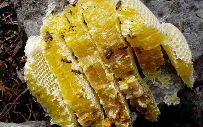 野生蜜蜂在哪里筑巢? 野生蜜蜂