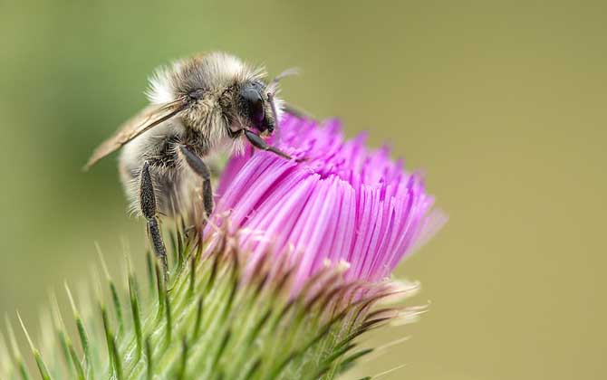 蜜蜂是怎樣采蜜的? 蜜蜂采蜜