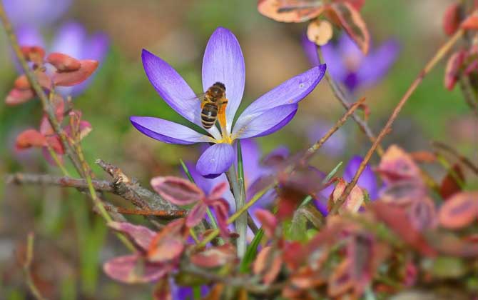 工蜂有哪些特點(diǎn)和作用? 工蜂